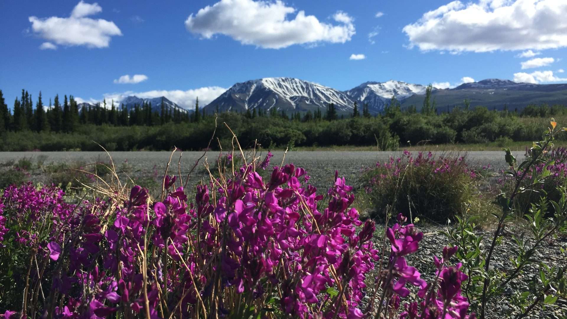 Kluane mountains and fireweed