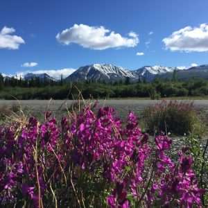 Kluane mountains and fireweed
